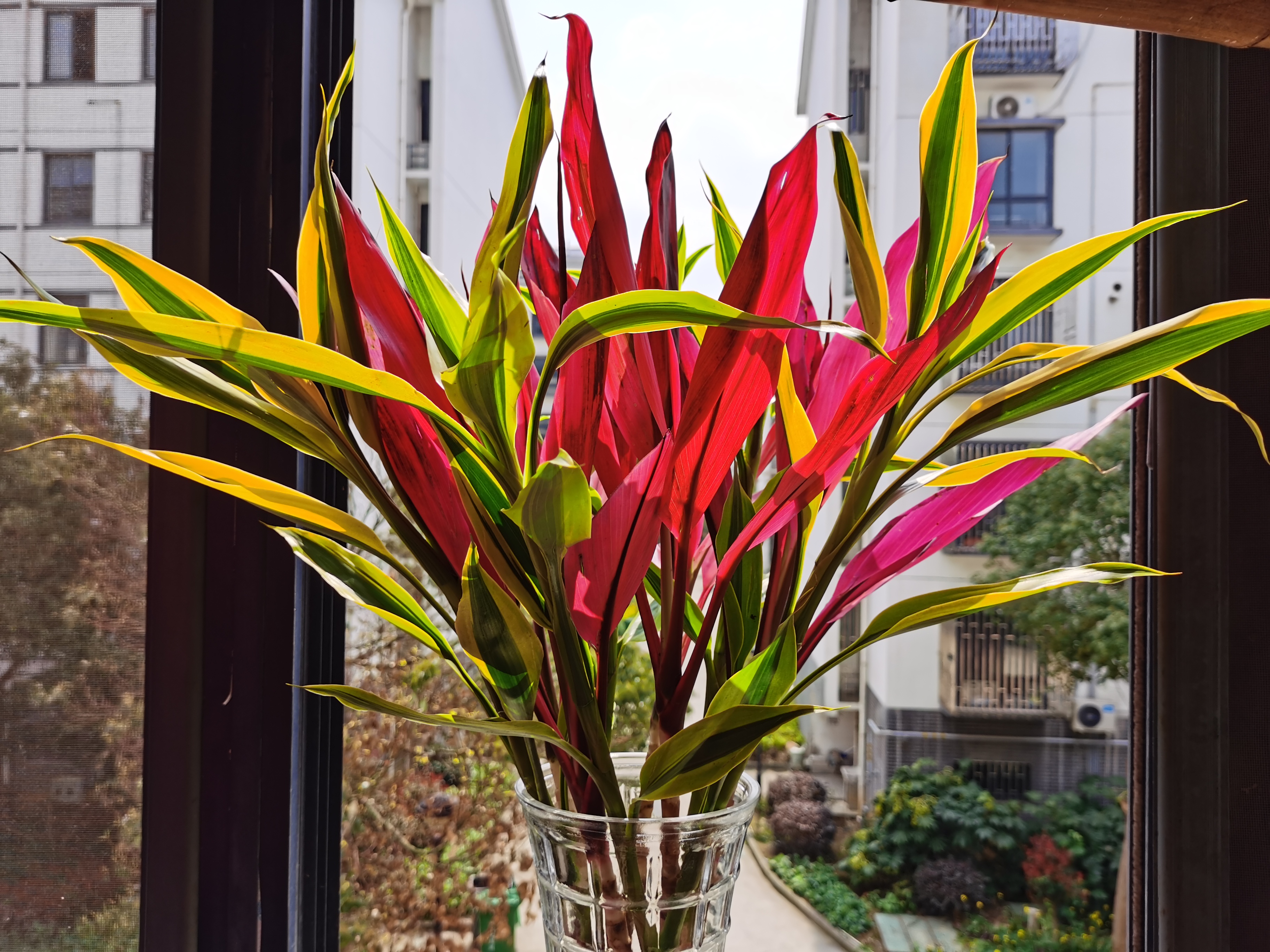 居然还有人说不会养富竹?我觉得富贵竹真的是最简单的懒人绿植呀