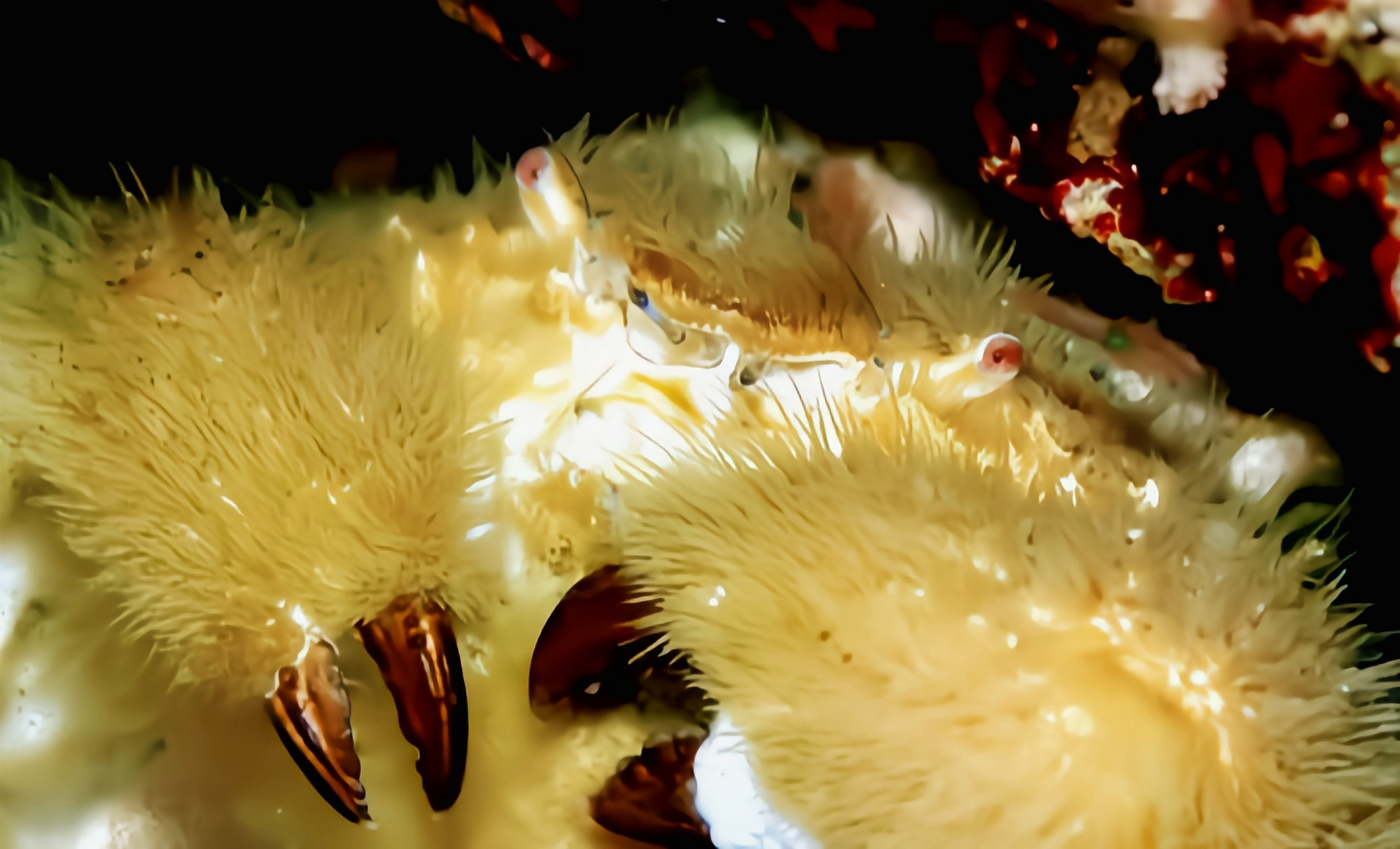 每天认识一种动物——蝙蝠毛刺蟹 蝙蝠毛刺蟹原产印度洋,红海及非洲