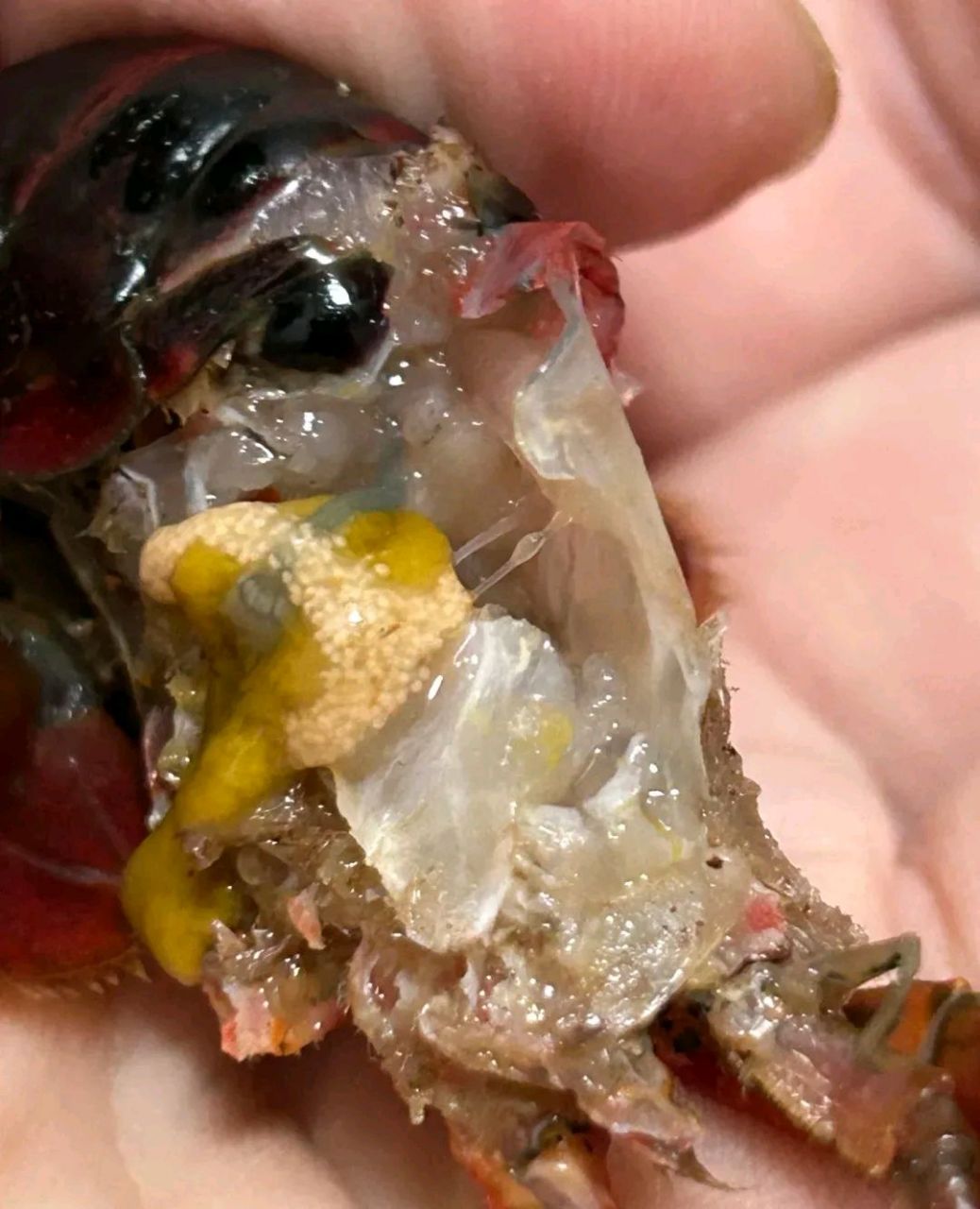 朋友买了些小龙虾,结果在处理虾头时发现了这个.