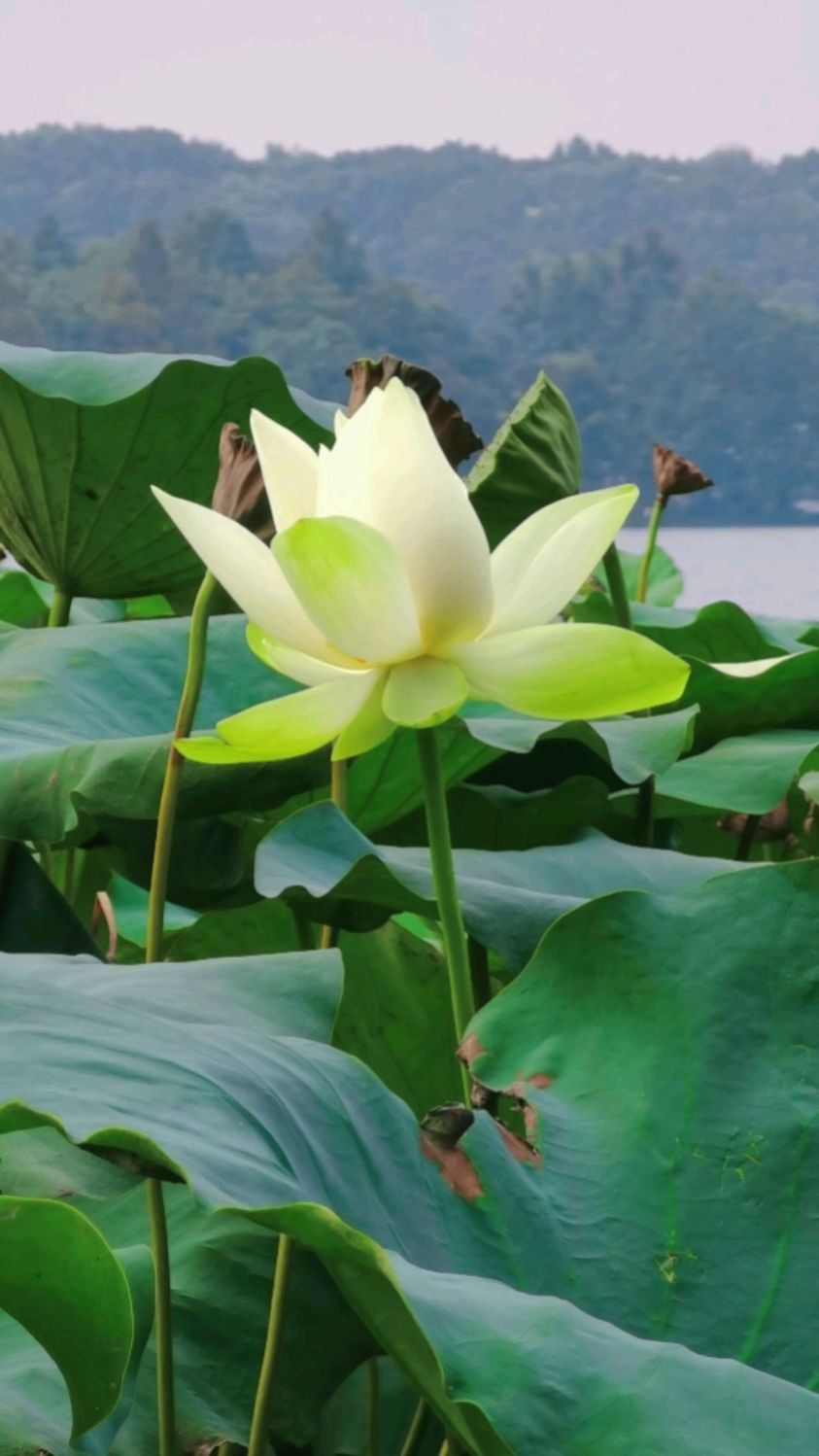 九月底了,西湖花港观鱼景区最后几朵开放的黄荷花,期待明年的灿烂-度