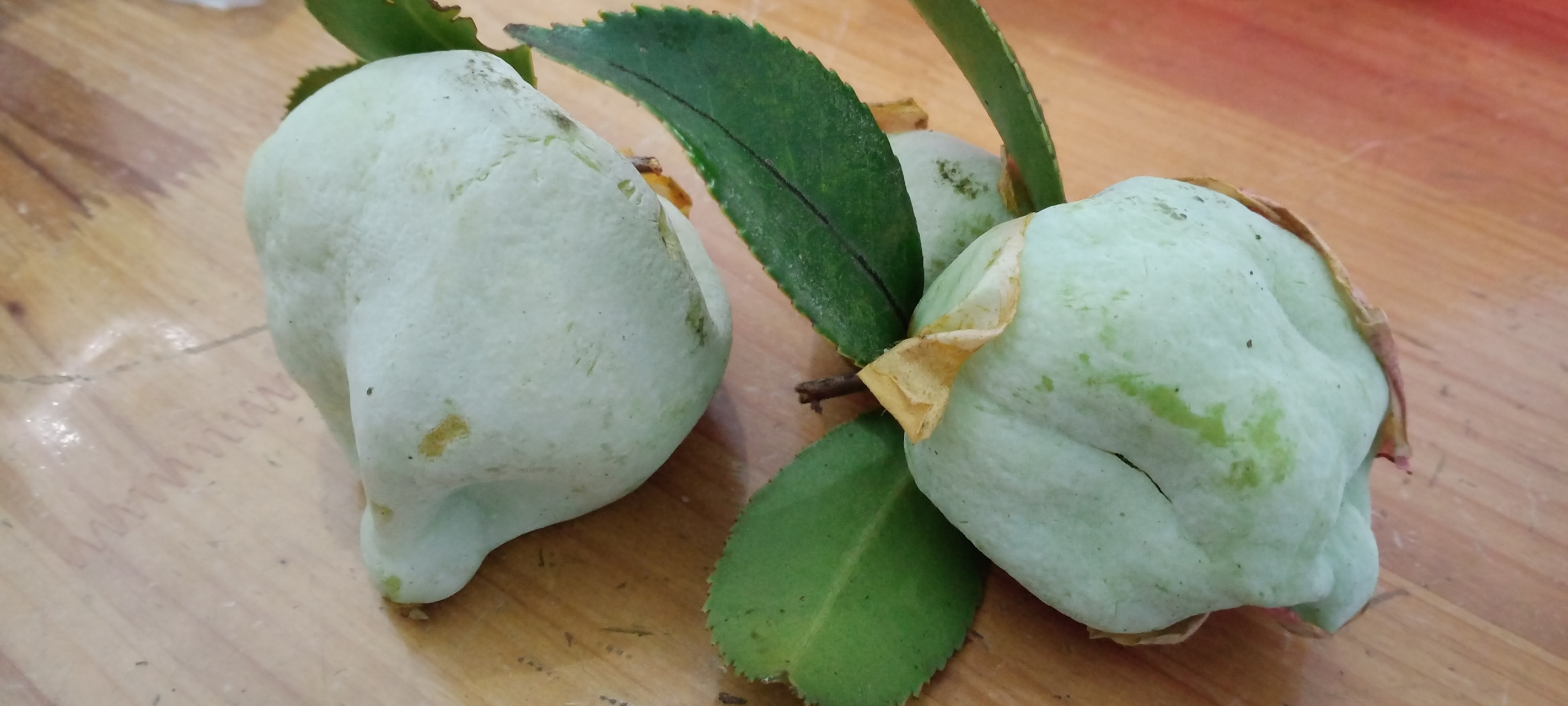 油茶树哪个品种出油率高些