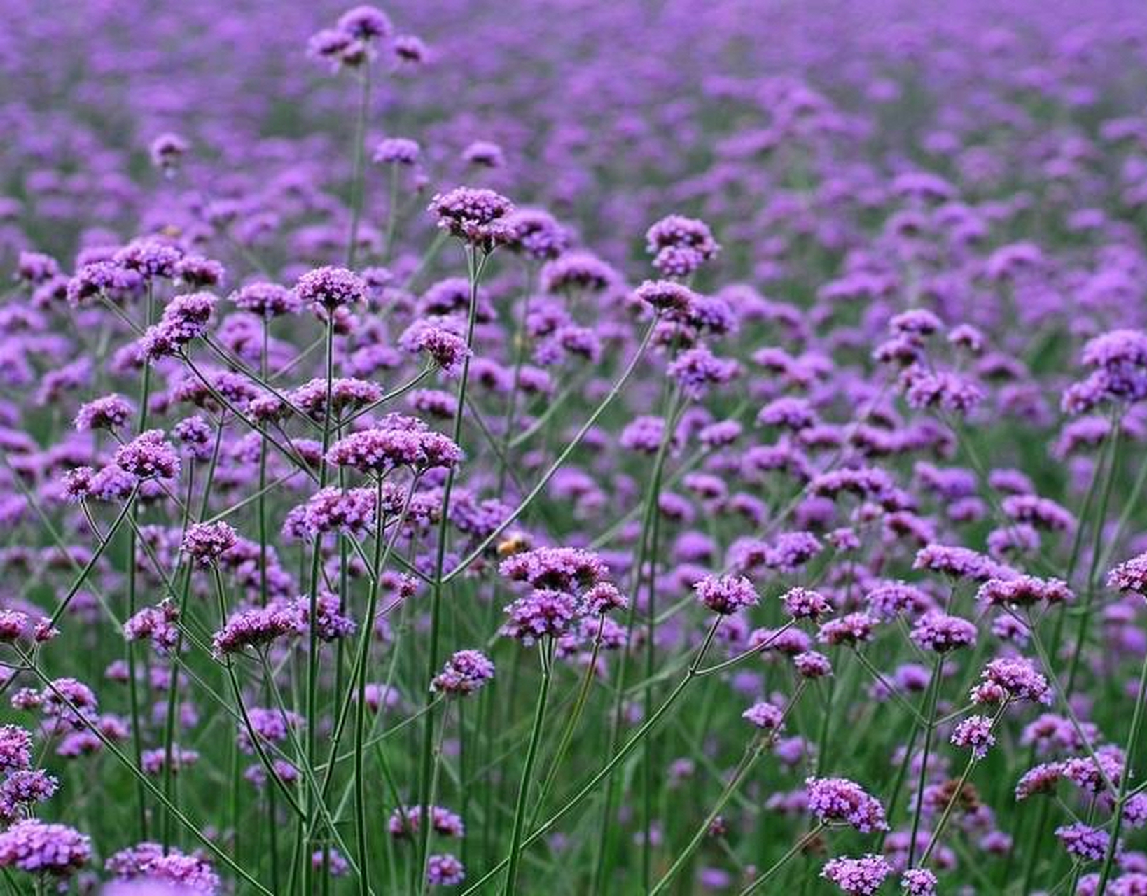 相约这片紫  夏日的黄昏,骄阳收敛了耀眼的光芒,眸子顿时温柔起来