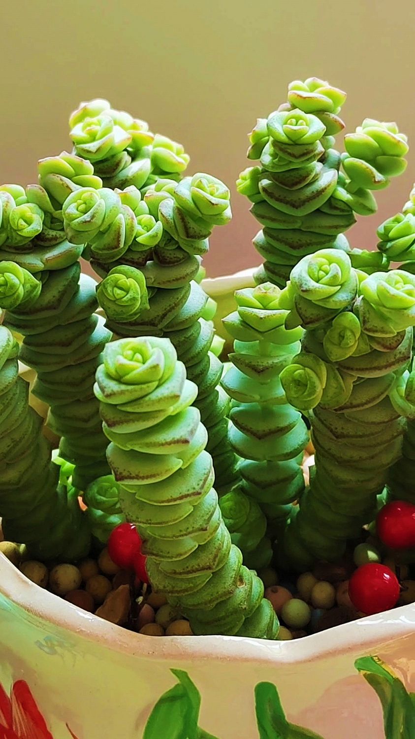 夏季怎么养护多肉钱串让它生长旺盛