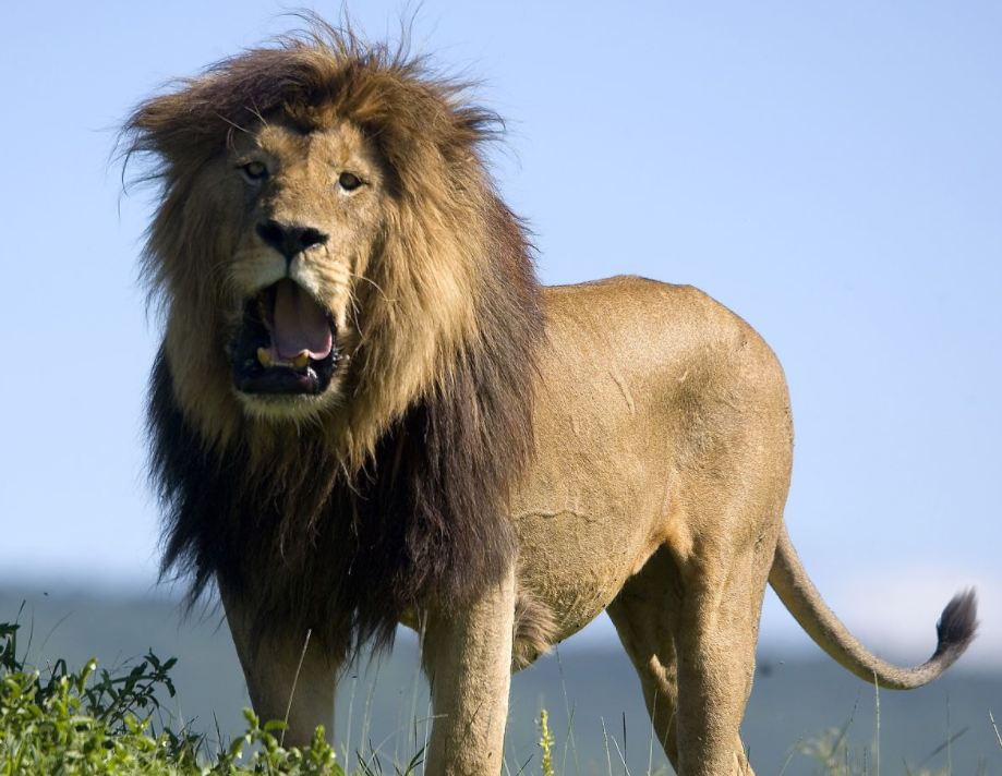 狮子的品种有哪些?