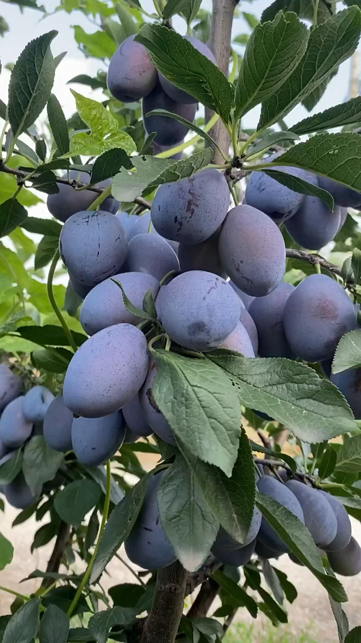 西梅蓝蜜李子苗价格 哪里有西梅蓝蜜李子苗 西梅蓝蜜李子苗多少钱一棵