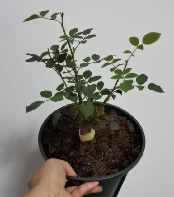 改良版蜻蜓月季区别就是改良版的不露花心,花开翻了也不丑