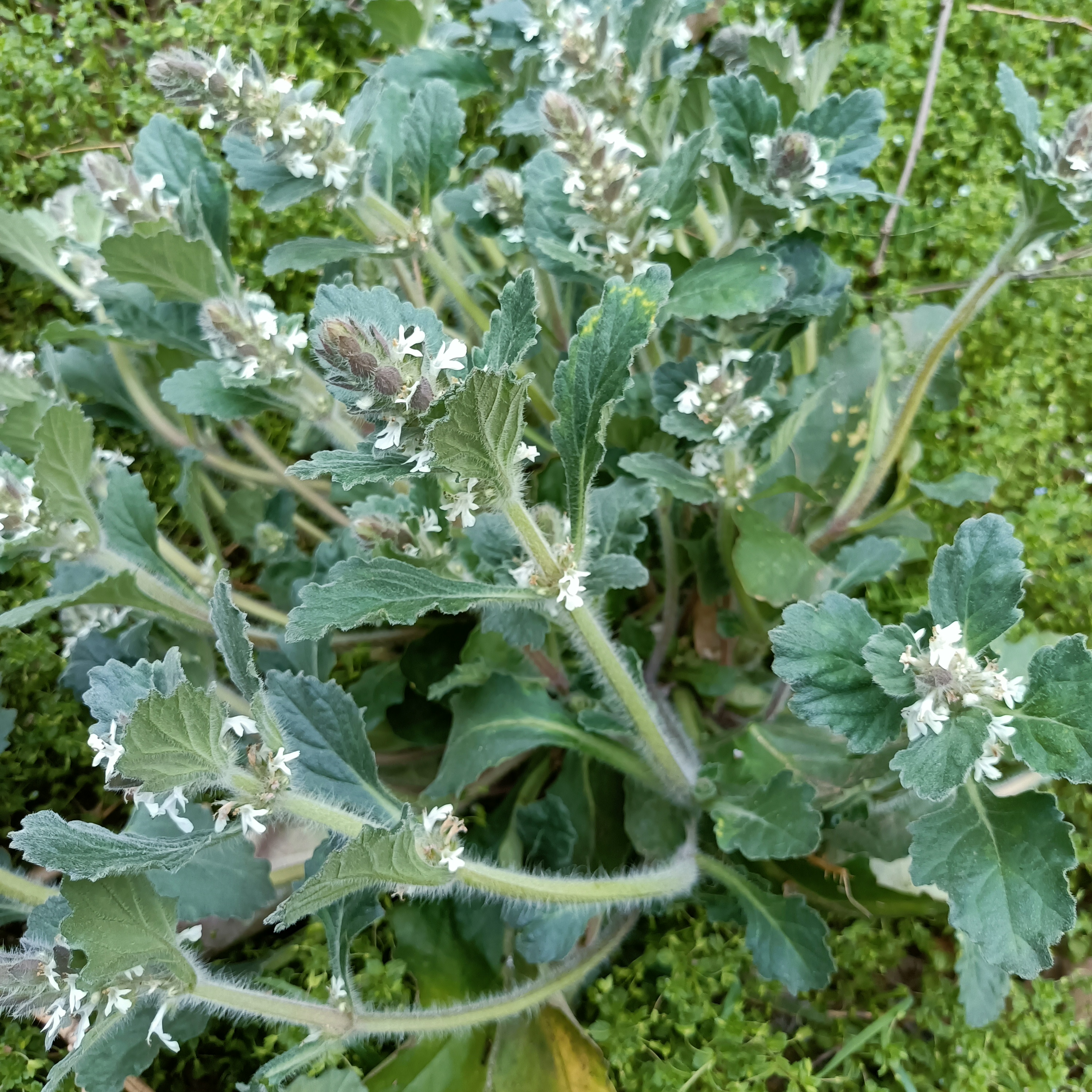 纯天然野生白毛夏枯草筋骨草白头翁