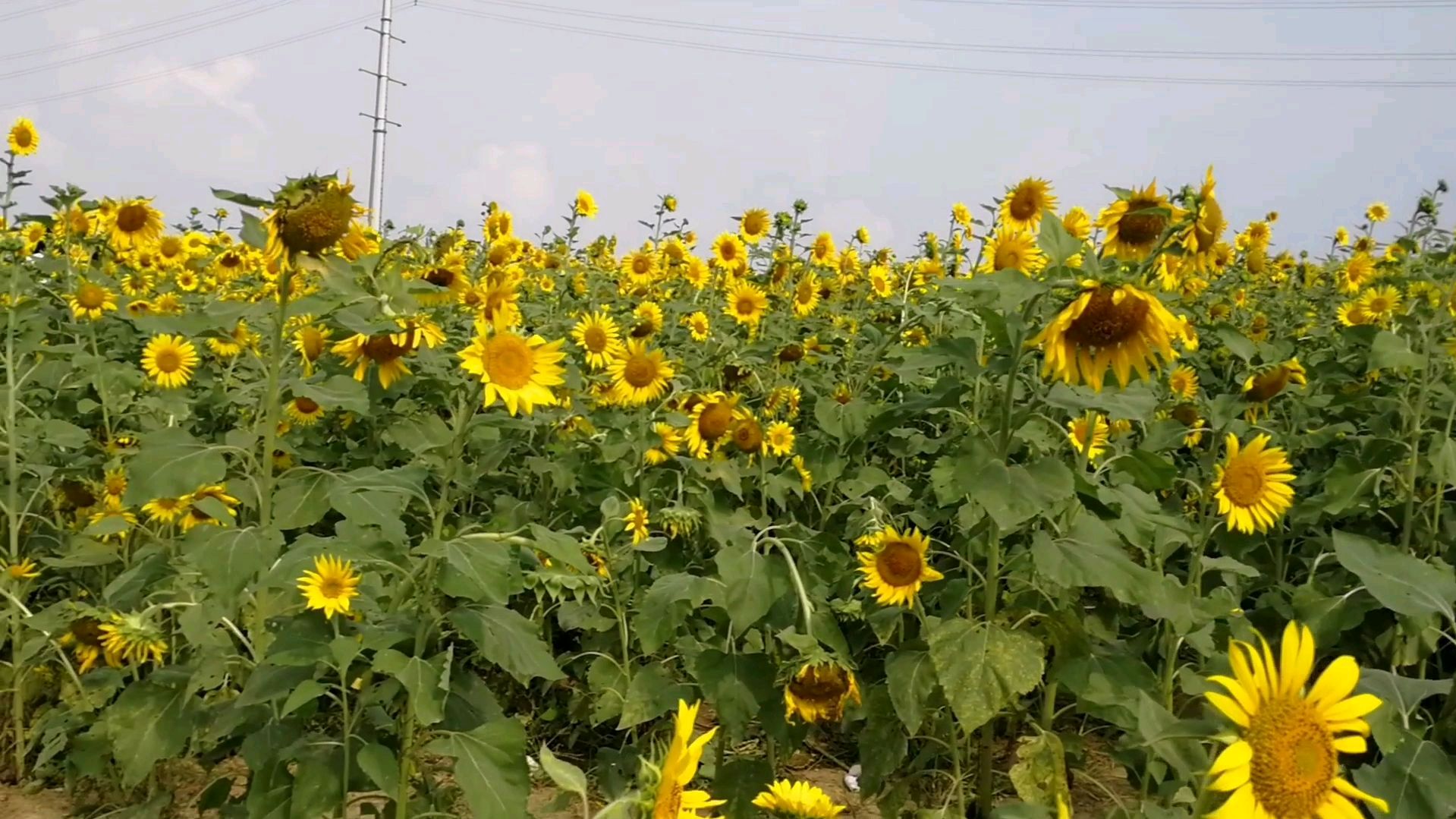 [图]初秋好去处——合肥网红向日葵基地