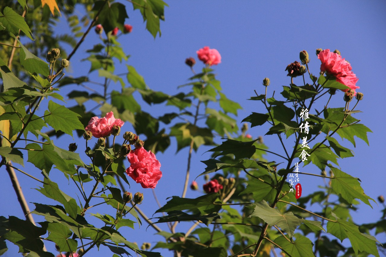 木芙蓉为何叫拒霜花图片