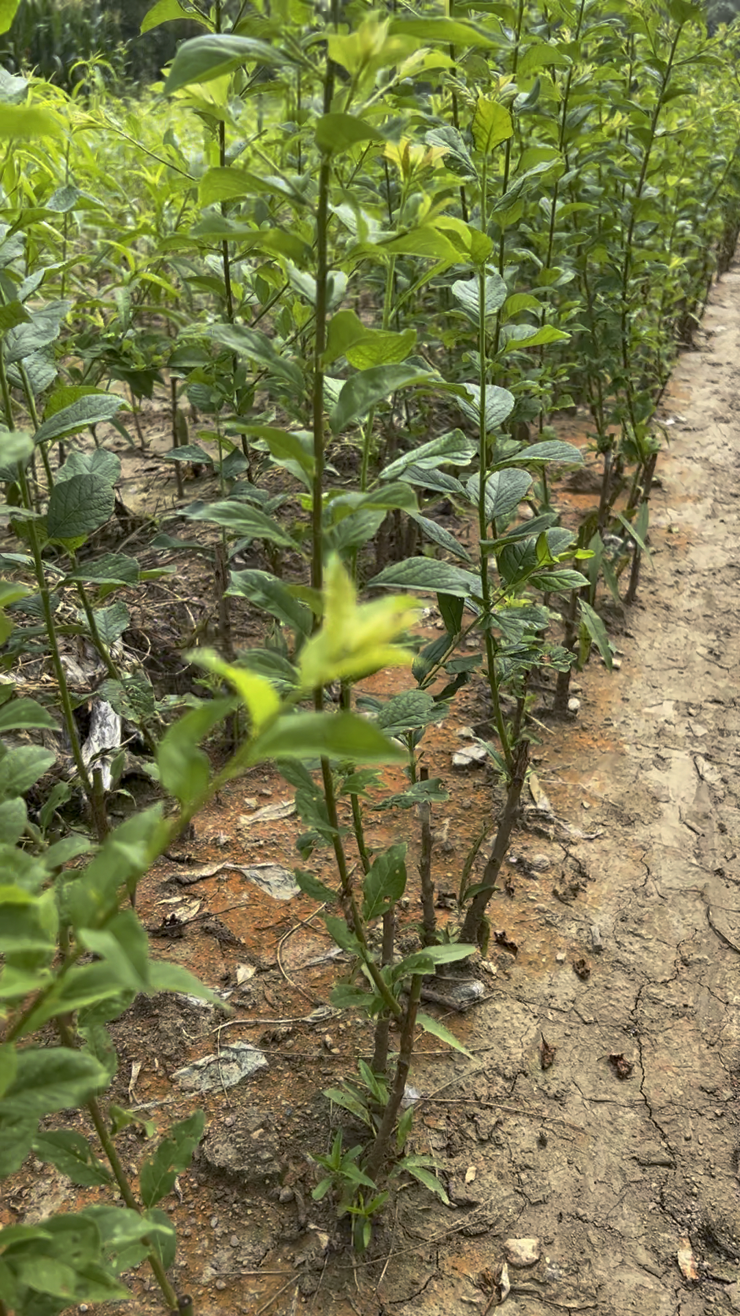 嫁接好的味帝李子苗,长势快,适合南北方搭配种植