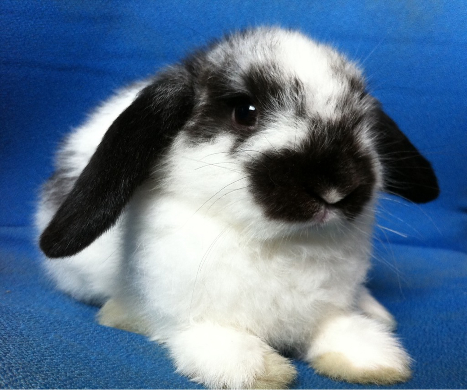 世界上兔子种类30余种,今天给大家介绍其中两种宠物兔 荷兰垂耳兔