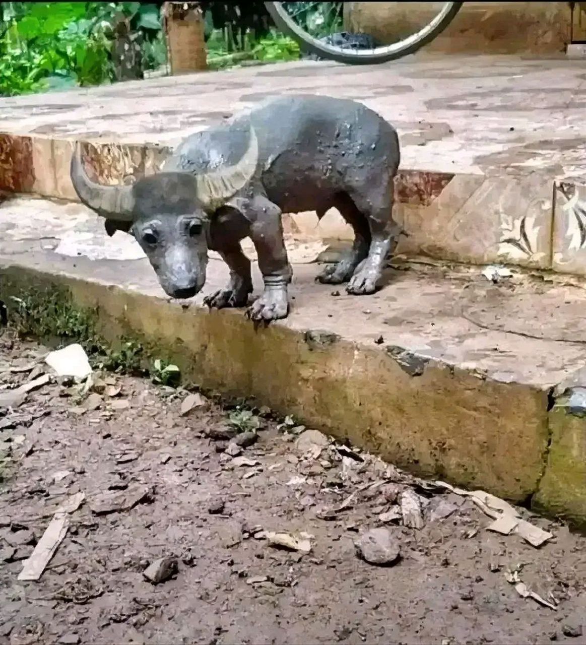 这是湖南黄先生家的牛,不过它是一只袖珍水牛.