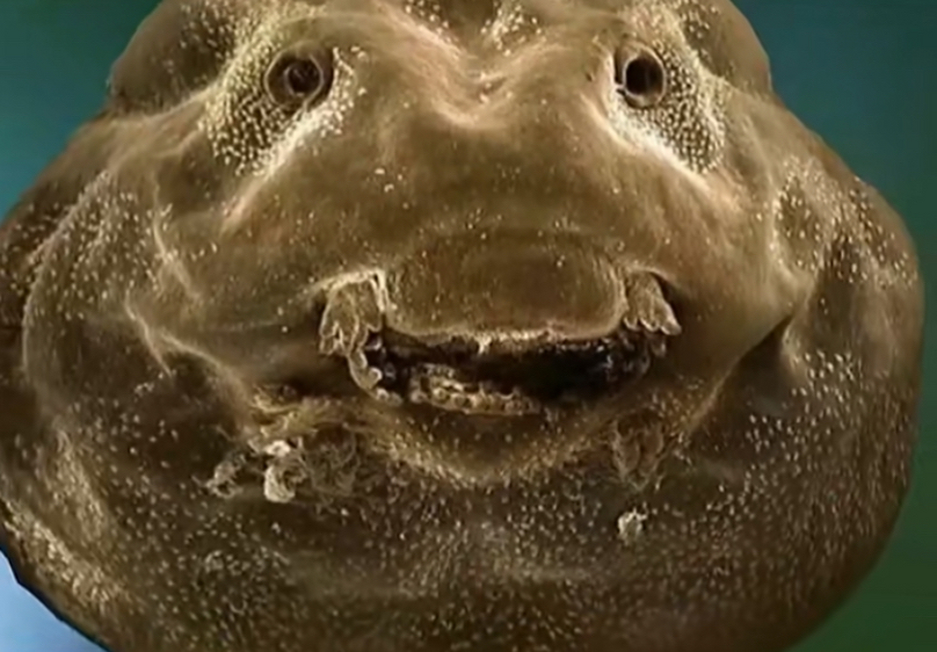 小蝌蚪面部放大后的样子,你还会觉得可爱吗?