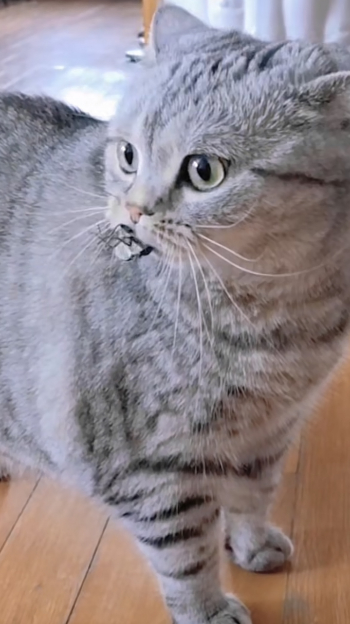 猫咪抓到一只蝉不知道藏哪好了! 网友:口头禅[左捂脸]