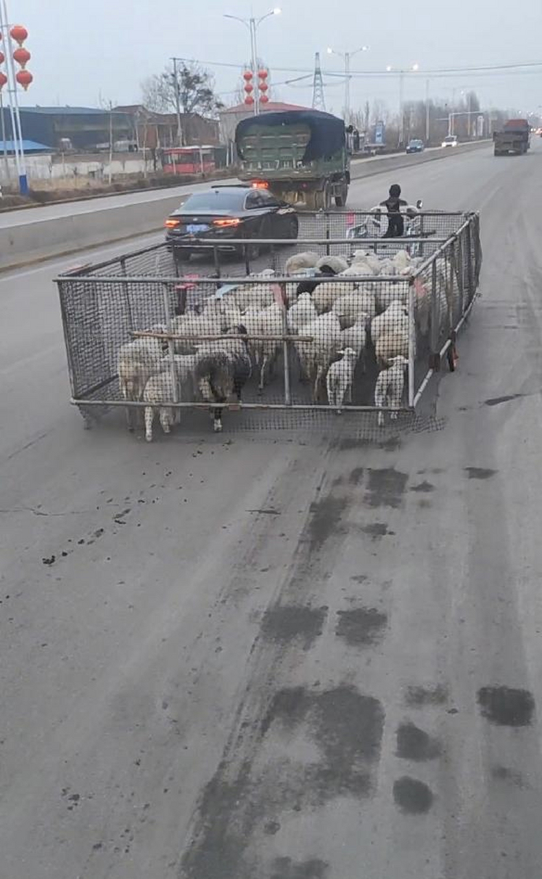 新款拉羊车,真的是高手在人间.