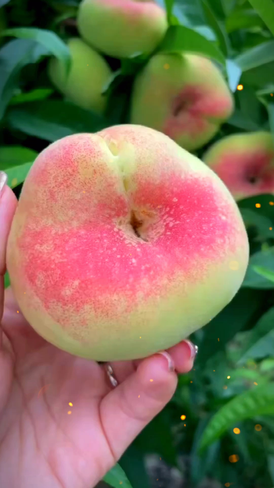 陕西纽扣带毛蟠桃成熟了,香甜可口老少皆宜