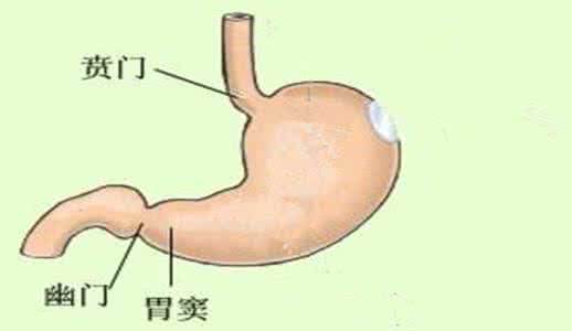 胃窦部图片位置示意图图片