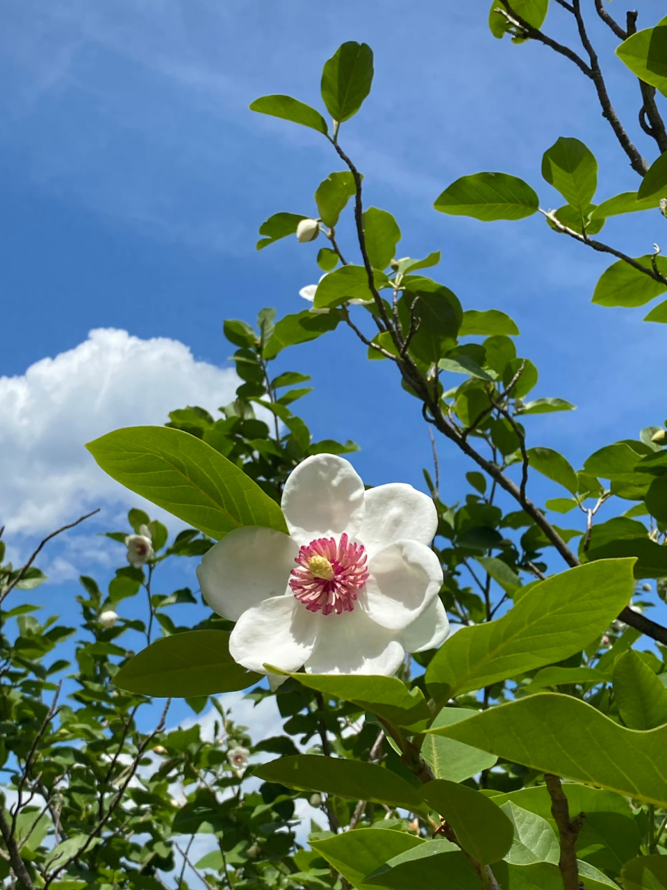 木兰花手机壁纸竖屏图片