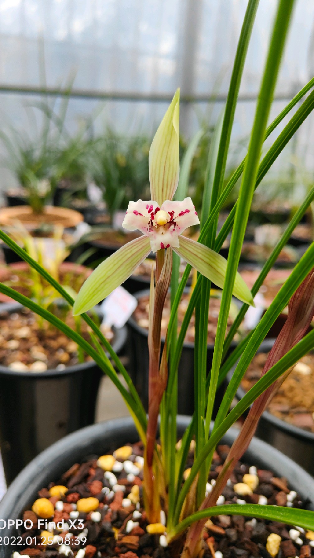 春兰花期已至,漂亮粉彩三星蝶,花香浓郁!