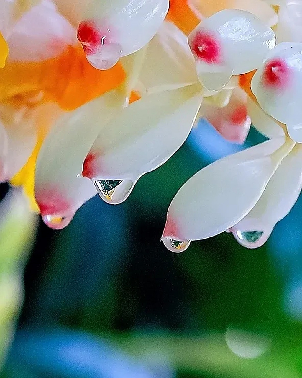 夏天的豆蔻花,非常漂亮,给人以娇艳欲滴的视觉效果,真是生命如夏花灿