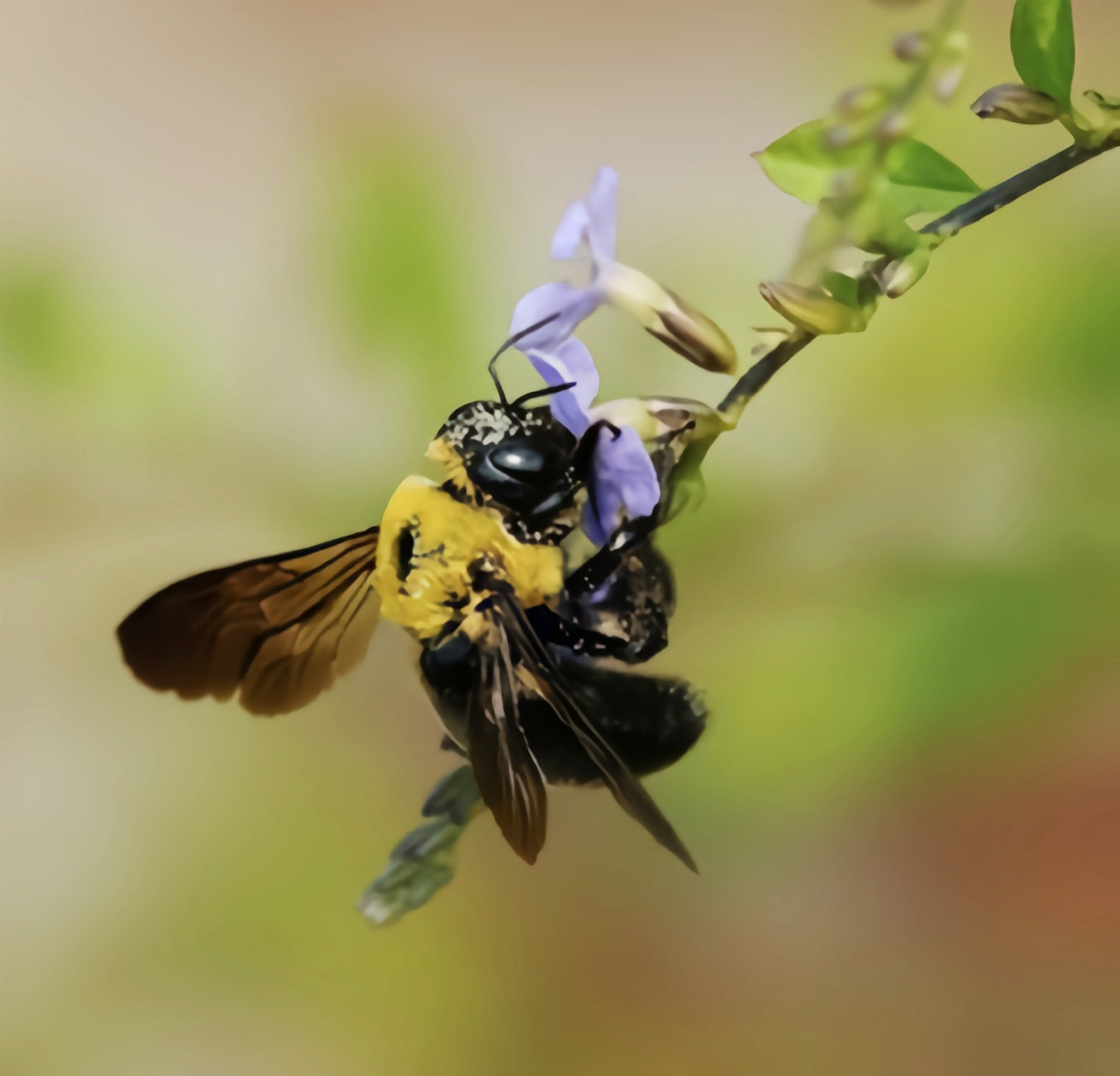 每天认识一种昆虫——黄胸蜜蜂 黄胸木蜂是膜翅目, 蜜蜂科,木蜂属昆虫