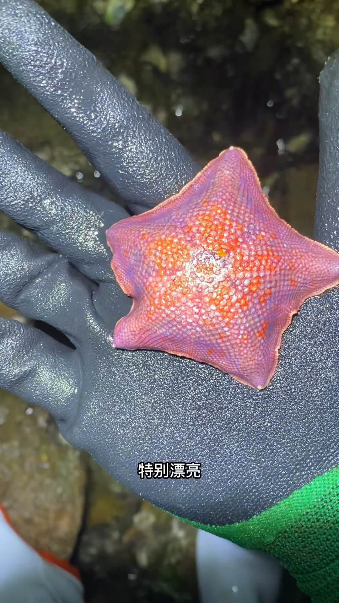 你知道这种海星叫啥名吗?