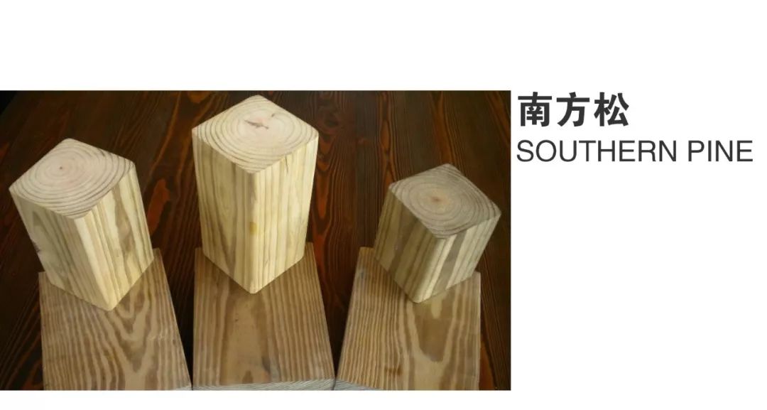 樟子松图片 原木
