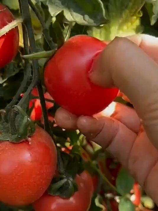 红圣女果小番茄,新鲜现摘,锁住自然好滋味