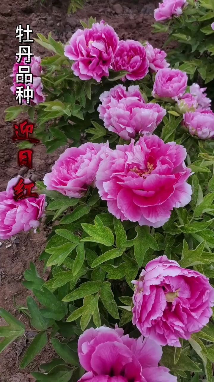 牡丹品种之迎日红#牡丹
