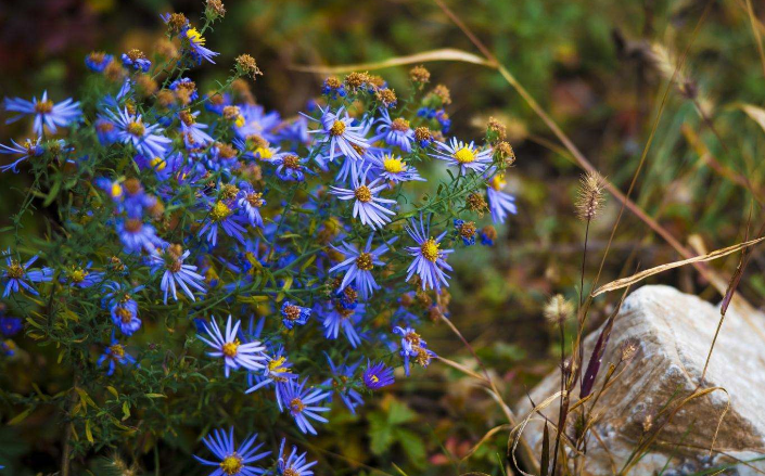 紫苑与紫菀的区别