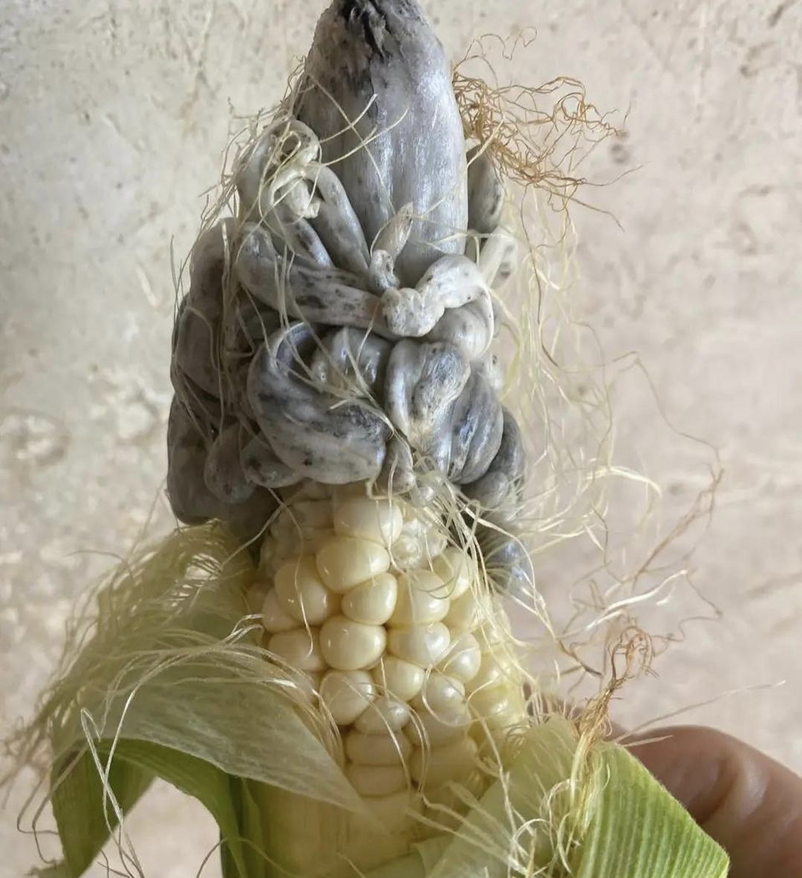 生长玉米发霉的图片图片
