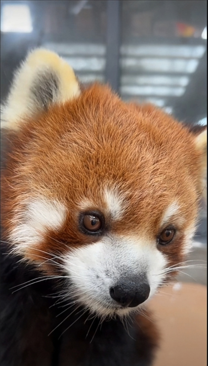 小熊猫这楚楚可怜的小眼神.