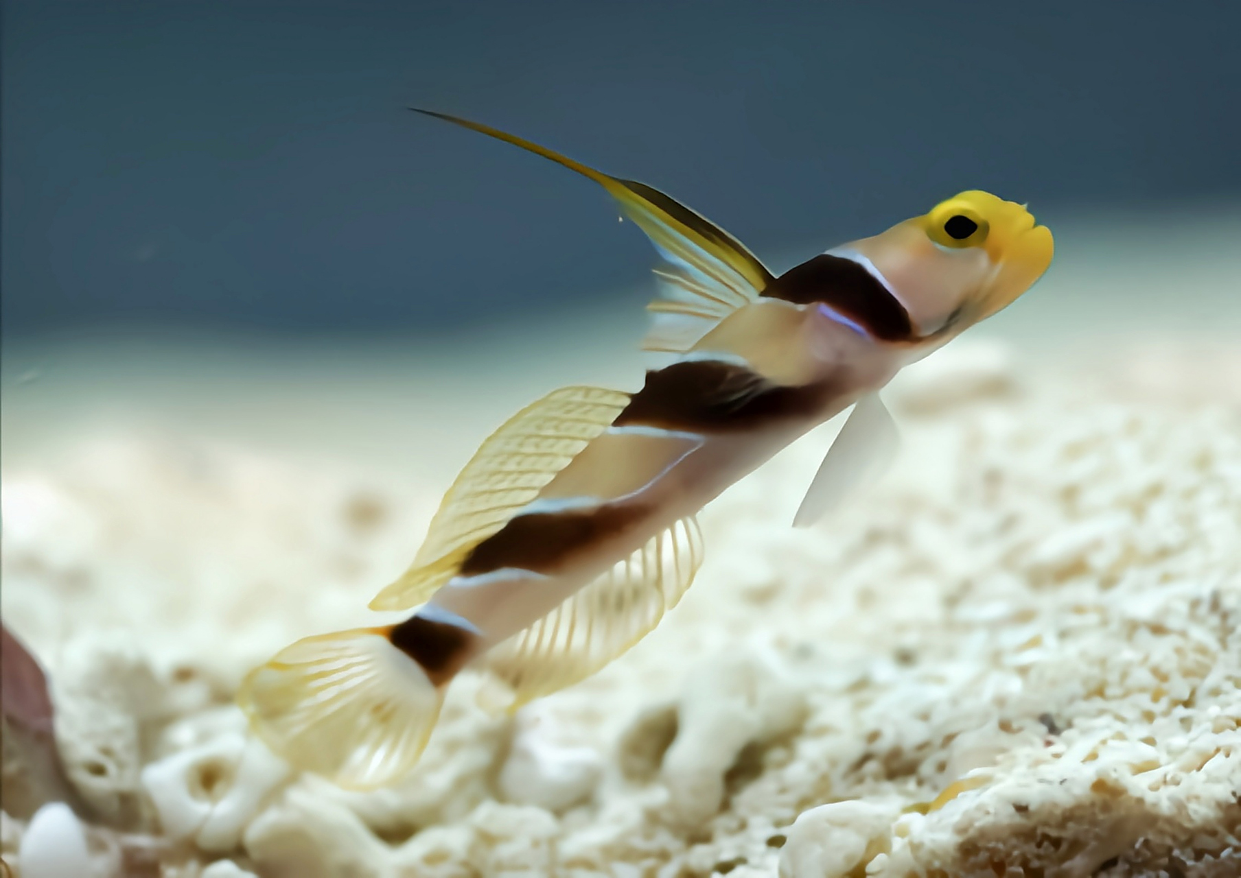 认识一种动物——黑天线虾虎 黑天线虾虎别名天线雷达,丝鳍连膜鲜鰕鱼