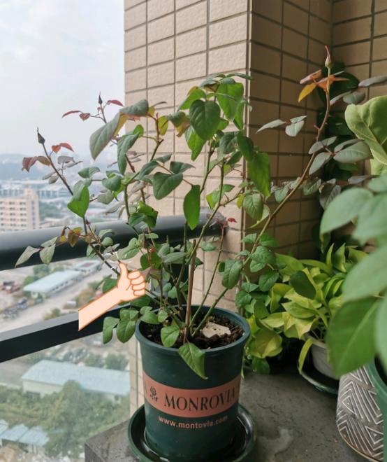 月季配土根据个人当地气候和养花小环境各有不同