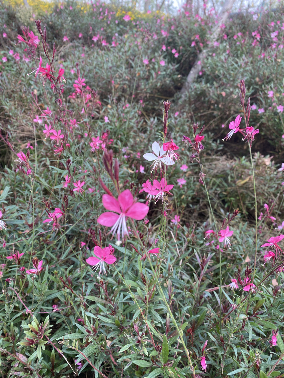 四个花瓣,再加像尾巴一样的花蕊,这种花美得很灵动,好像翩翩起舞的