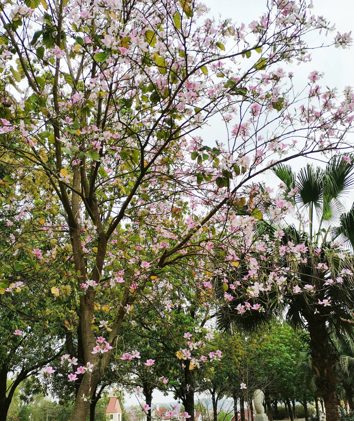 南宁迎来紫荆花盛花期