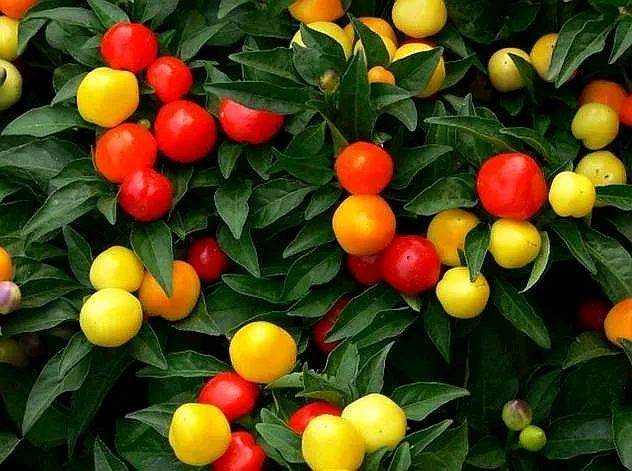 小巧玲珑的七彩椒,你吃过吗?