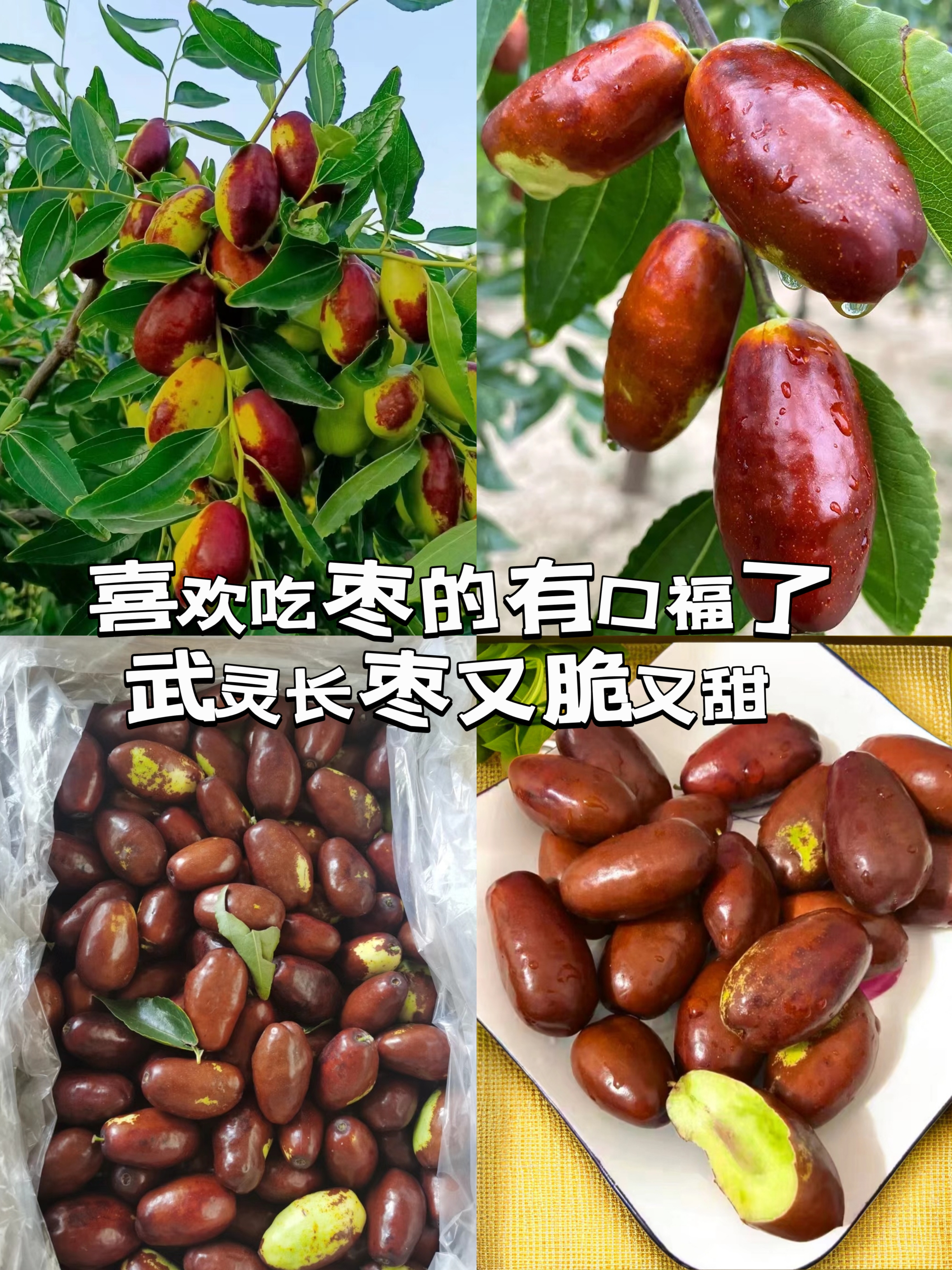 喜欢吃枣的有口福了猜猜这是什么枣呢?