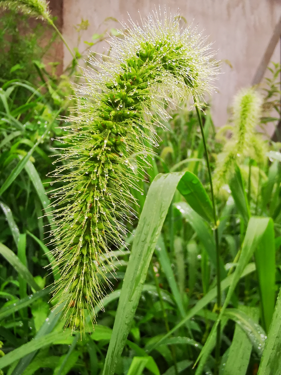 狗尾粟(即小米)与狗尾草居然是亲缘关系[大笑]  前几天的一个晚上,在