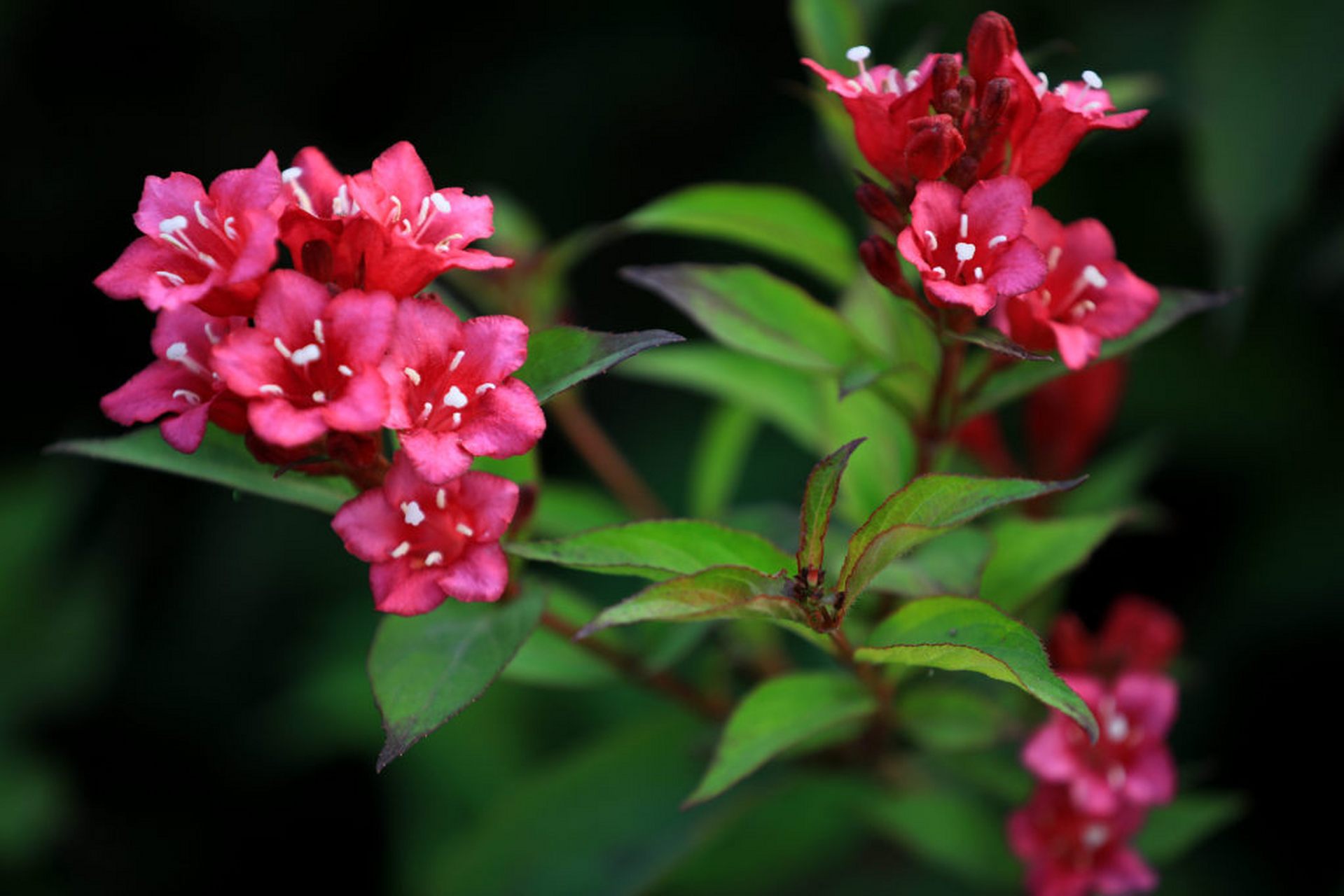 金秋时节,大运河畔,粉紫色的锦带花悄然盛开,一团团,一簇簇,娇艳欲滴.