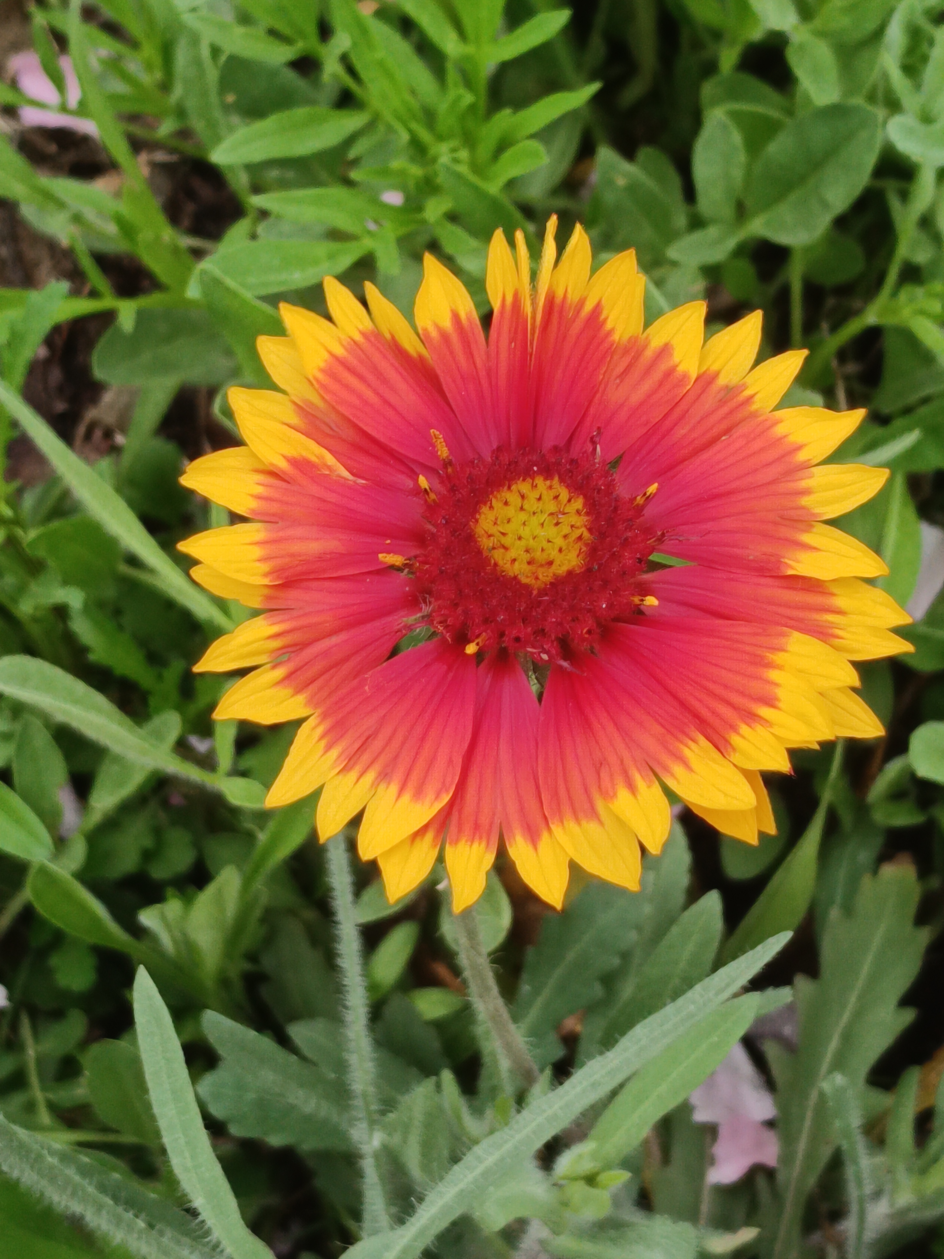 随拍雨后的花朵