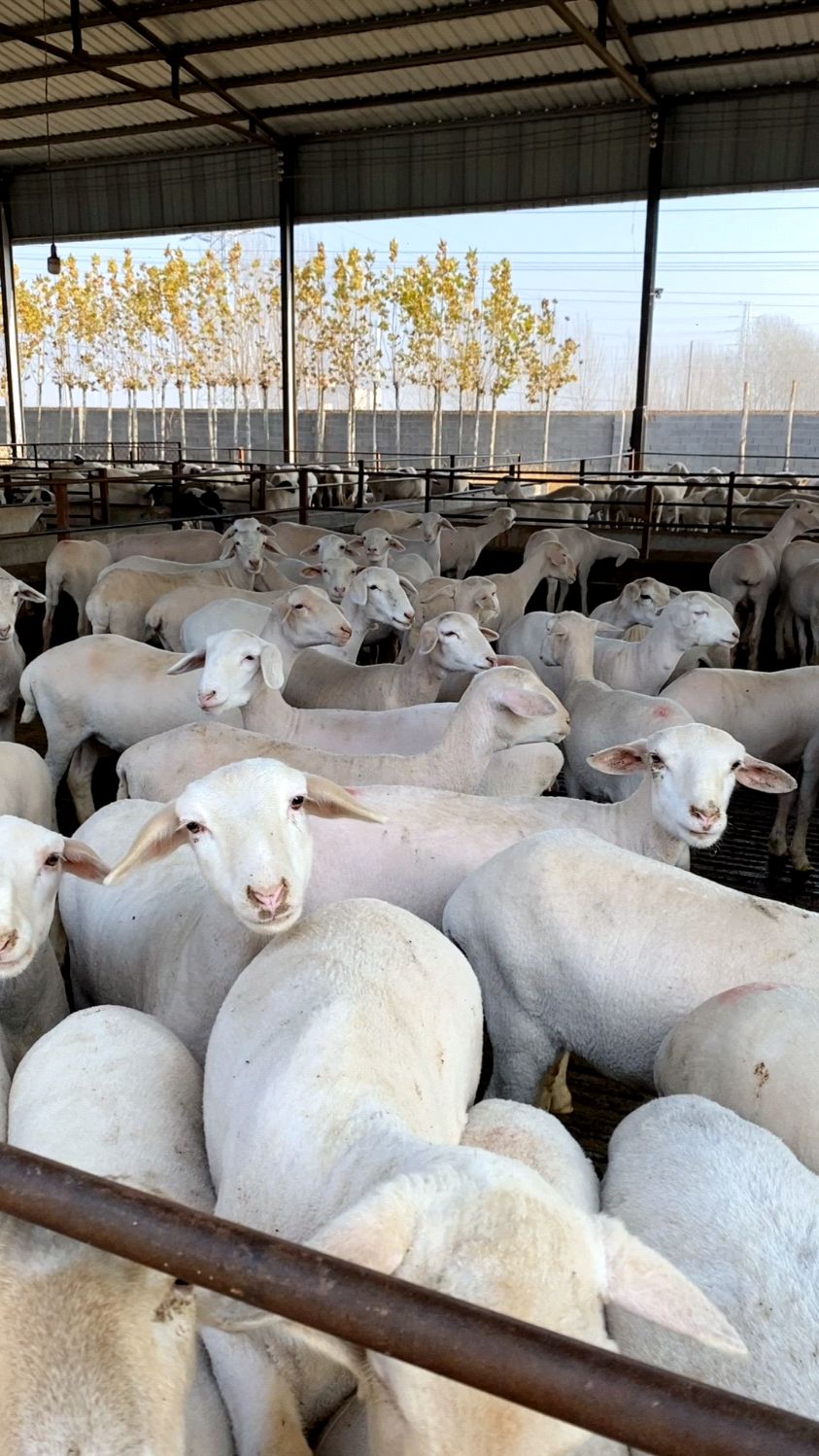 "澳洲白羊""小尾寒羊"