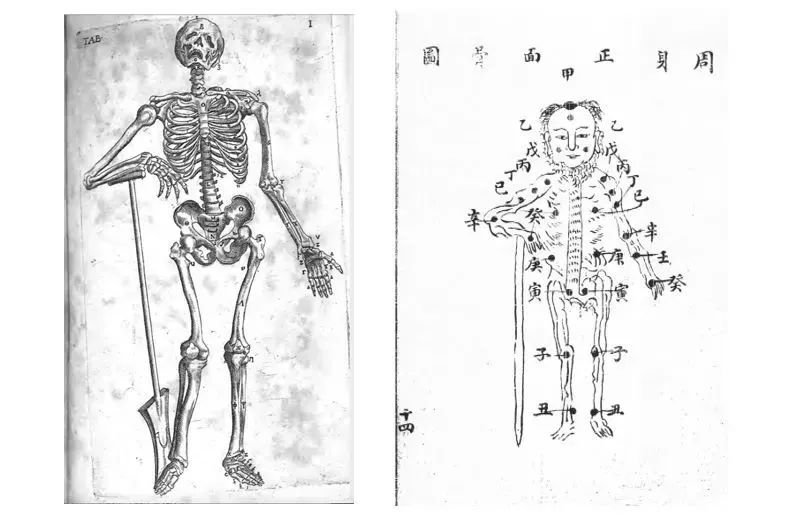 《解剖学论》和《人身图说》图之比较
