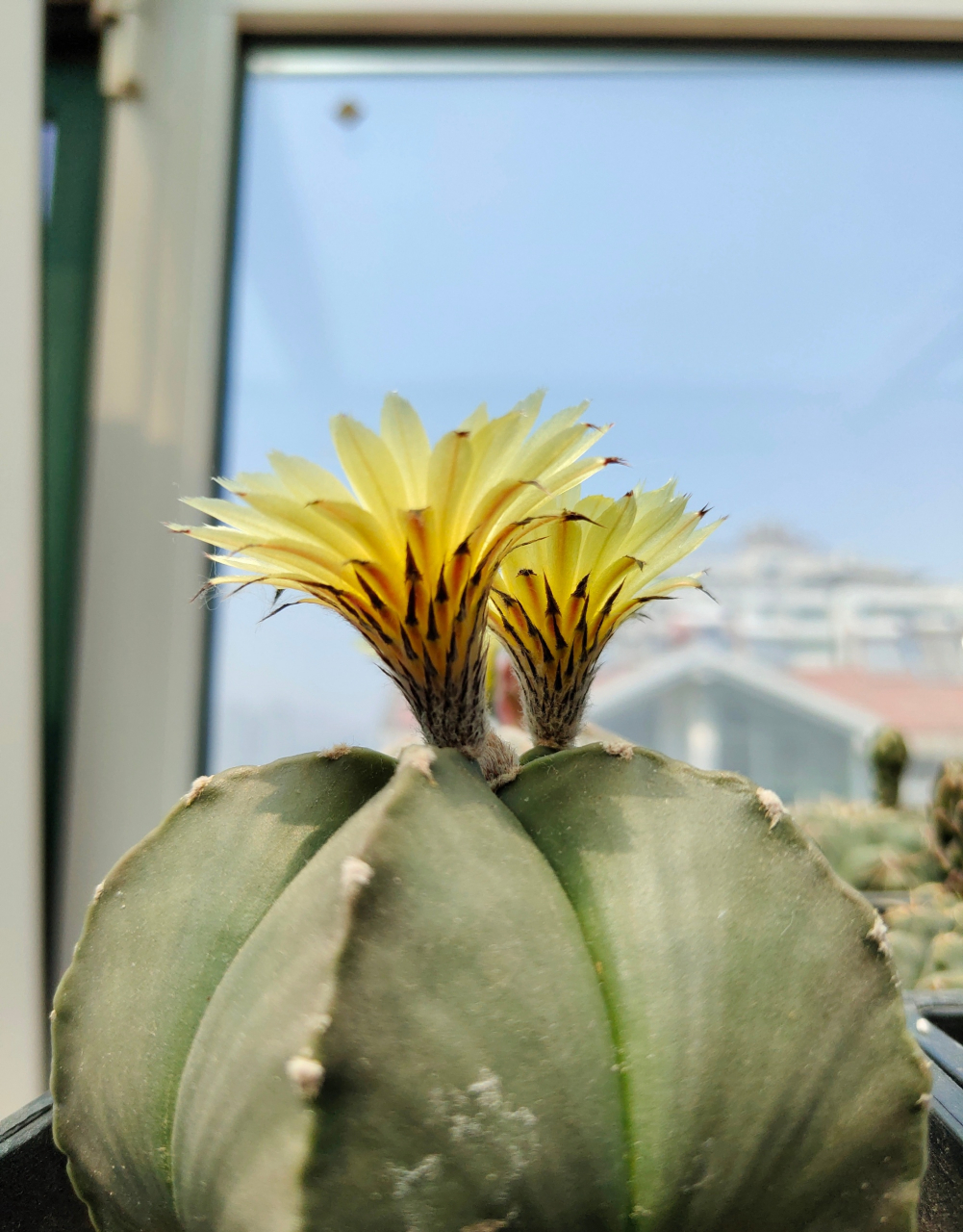 多肉琉璃鸾凤玉 五角星82开花了 676767