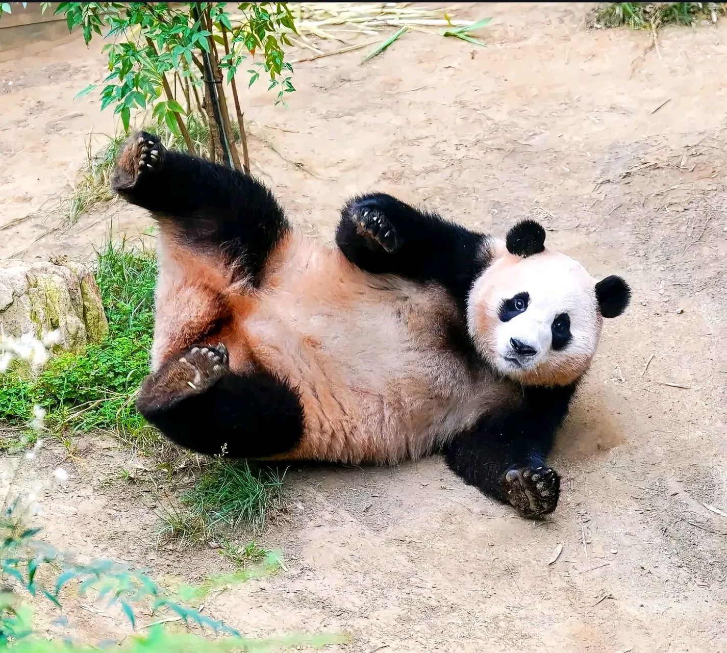 熊家摔倒了,哪位两脚兽来扶下么? 我:01马上来,扑到猪猪怀里!