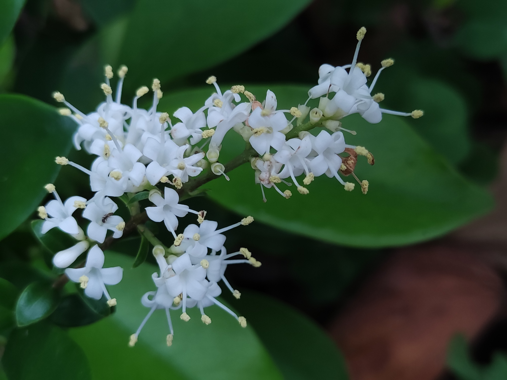 黄金榕花期图片