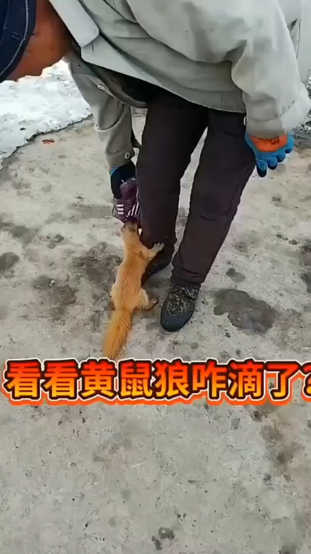 有谁知道黄鼠狼咬小孩鞋是啥意思吗?-度小视