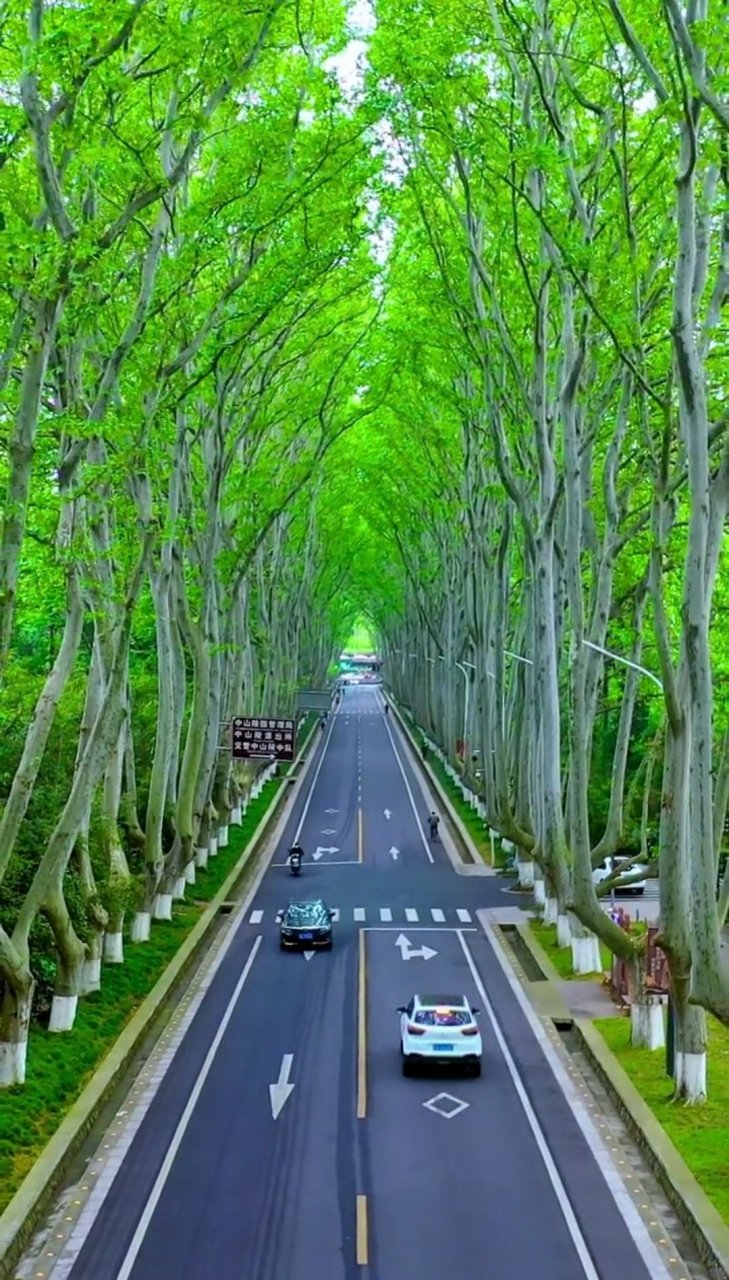 南京陵園路的梧桐樹景色,如詩如畫.#生活