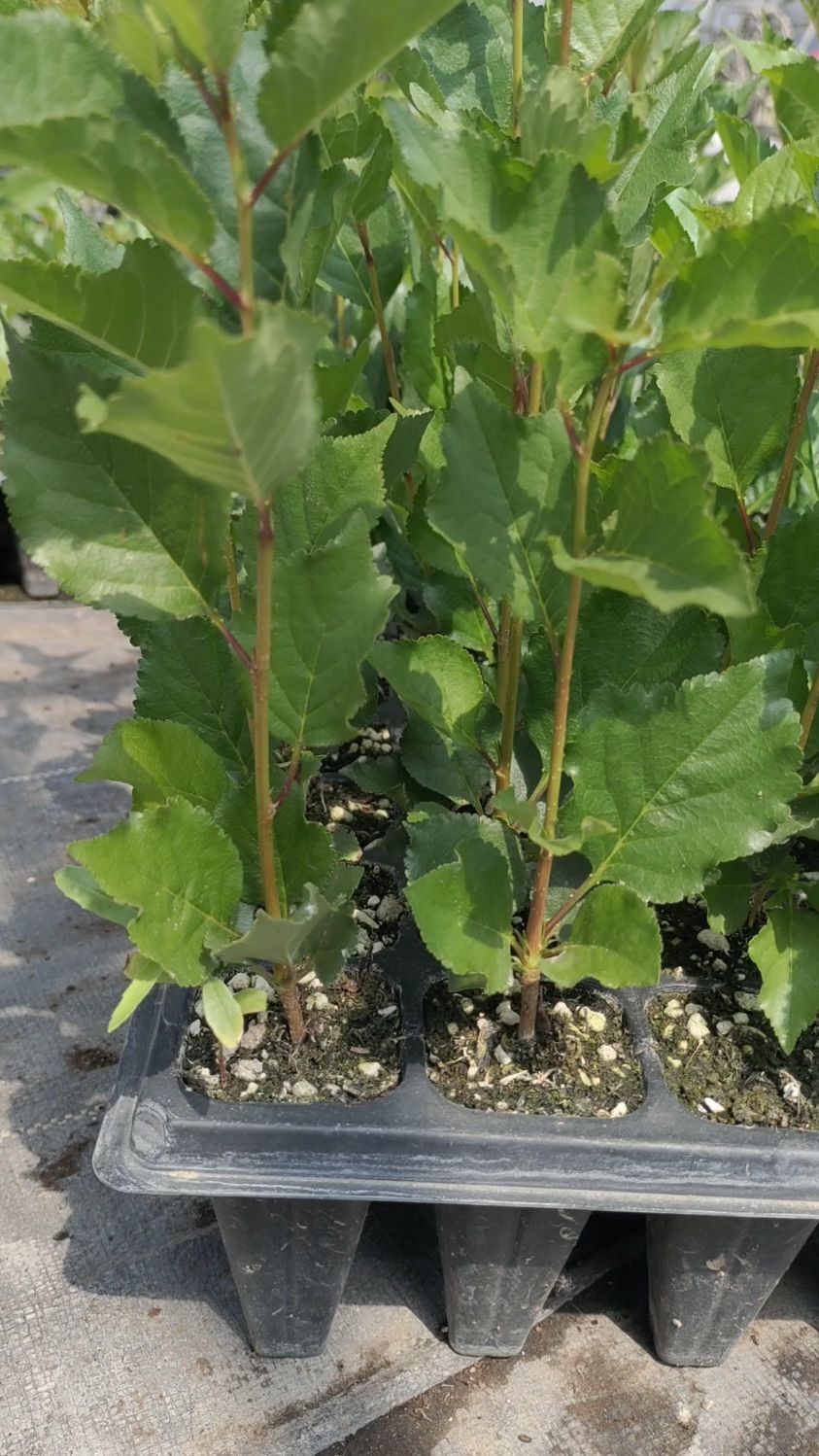 脱毒组培吉塞拉砧木苗装泡沫箱加冰块邮寄!