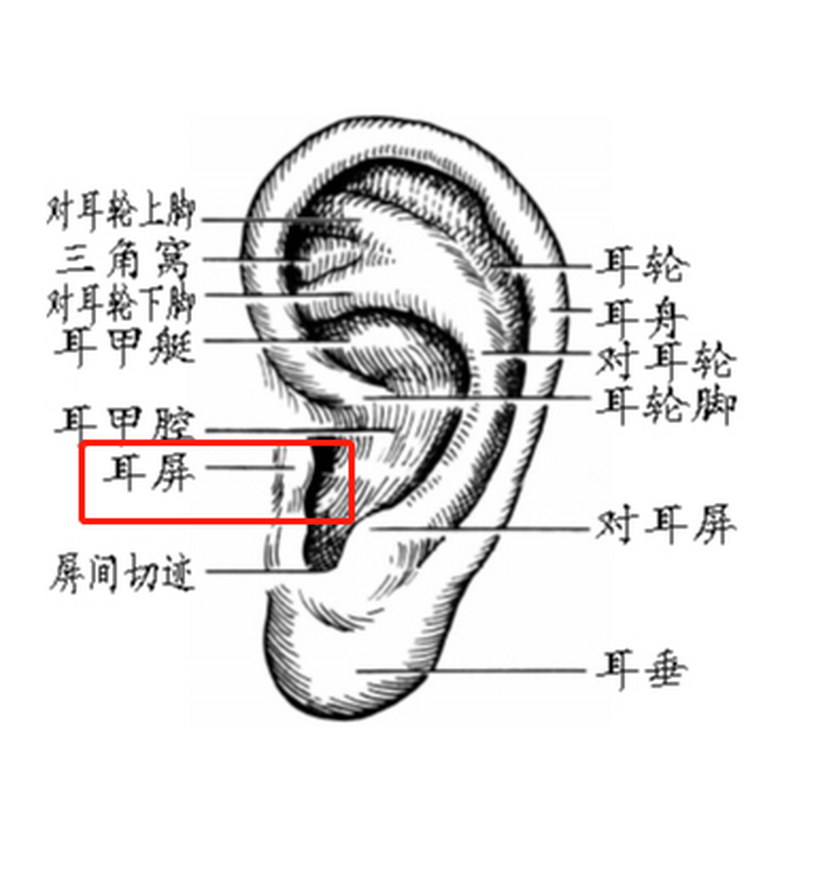 外耳道口的准确位置图片